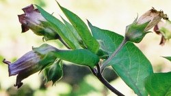 Atropa bella-donna (pokrzyk wilcza jagoda)