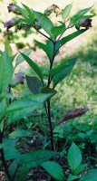 Atropa bella-donna (pokrzyk wilcza jagoda)