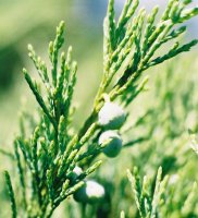 Juniperus sabina (jałowiec sabiński)