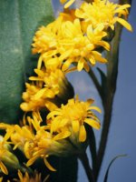 Solidago gigantea (nawłoć późna)