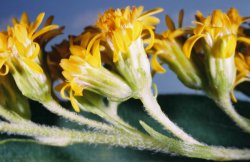 Solidago gigantea (nawłoć późna)