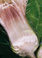 Cirsium oleraceum (ostrożeń warzywny)