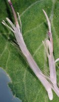 Cirsium oleraceum (ostrożeń warzywny)