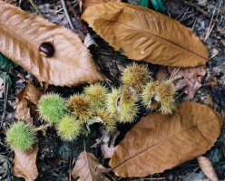 Castanea crenata