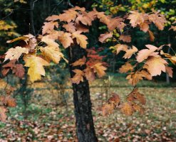 Sorbus torminalis