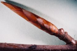 Fagus sylvatica s.str. (buk pospolity)