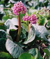 Bergenia cordifolia