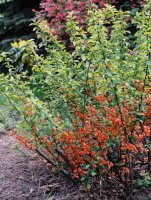 Chaenomeles speciosa