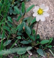 Dryas octopetala