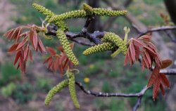 Juglans regia (orzech włoski)