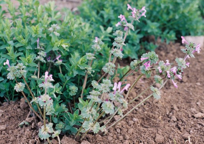 Lamium amplexicaule