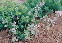 Lamium amplexicaule