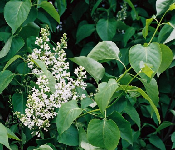 Syringa vulgaris (lilak pospolity)