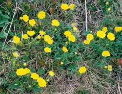 Potentilla aurea