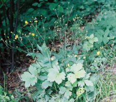 Ranunculus lanuginosus