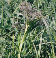 Scirpus sylvaticus