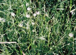 Stellaria palustris (gwiazdnica błotna)