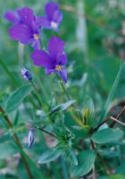 Viola dacica