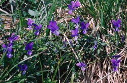 Viola dacica