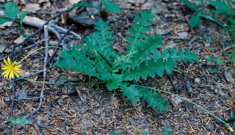 Aposeris foetida