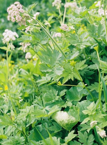 Chaerophyllum hirsutum