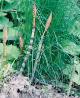 Equisetum sylvaticum