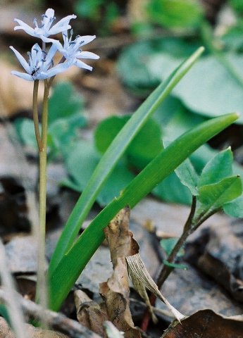 Scilla bifolia