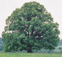 Tilia cordata (lipa drobnolistna)