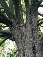 Tilia cordata (lipa drobnolistna)