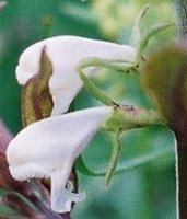 Melampyrum saxosum (pszeniec biały)