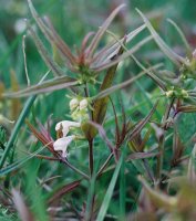 Melampyrum saxosum (pszeniec biały)