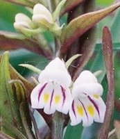 Melampyrum saxosum (pszeniec biały)