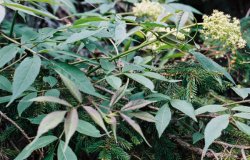 Sambucus racemosa