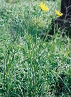 Tragopogon pratensis