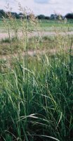 Calamagrostis epigejos
