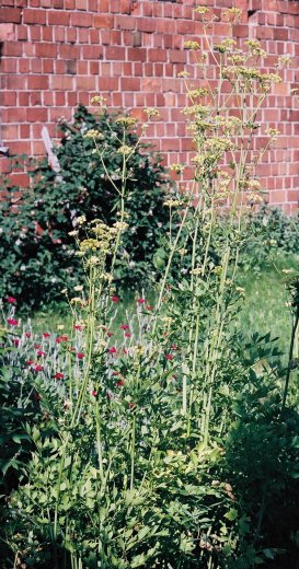 Levisticum officinale