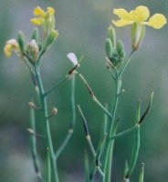 Raphanus raphanistrum (rzodkiew świrzepa)