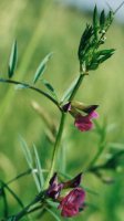 Vicia angustifolia