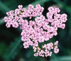 Achillea millefolium s.str. (krwawnik pospolity (s.str.))