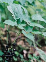 Actaea spicata