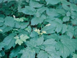 Actaea spicata