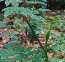 Angelica sylvestris (dzięgiel leśny)