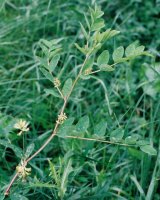 Astragalus glycyphyllos