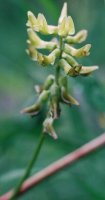 Astragalus glycyphyllos