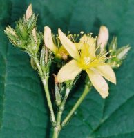 Hypericum montanum (dziurawiec skąpolistny)