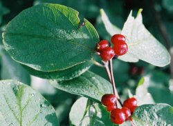 Lonicera xylosteum (wiciokrzew pospolity)