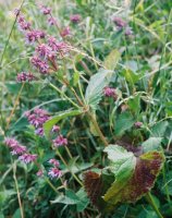 Salvia verticillata (szałwia okręgowa)