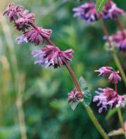 Salvia verticillata (szałwia okręgowa)