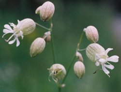 Silene vulgaris