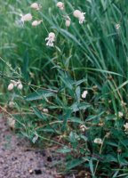 Silene vulgaris